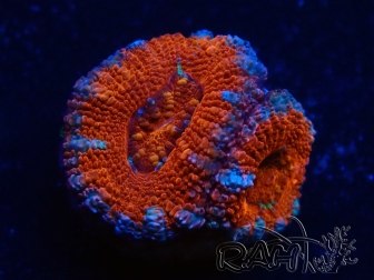 WYSIWYG Micromussa lordhowensis (ex Acanthastrea) 6C4