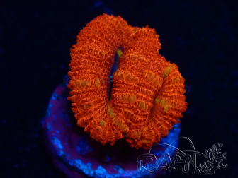 WYSIWYG Micromussa lordhowensis (formerly Acanthastrea) 6C5