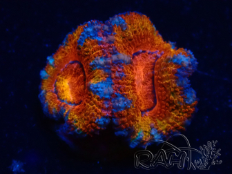 WYSIWYG Micromussa lordhowensis (ex Acanthastrea) 6C6