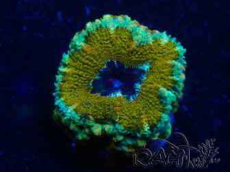 WYSIWYG Micromussa lordhowensis (formerly Acanthastrea) 6C7