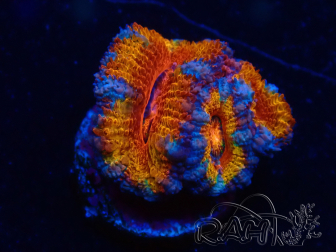 WYSIWYG Micromussa lordhowensis (formerly Acanthastrea) 6C8