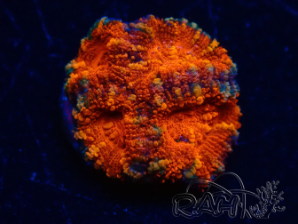 WYSIWYG Micromussa lordhowensis (formerly Acanthastrea) 6K7