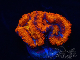 WYSIWYG Micromussa lordhowensis (ehemals Acanthastrea) 6K8