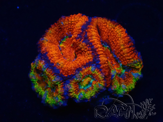 WYSIWYG Micromussa lordhowensis (ex Acanthastrea) 6D1