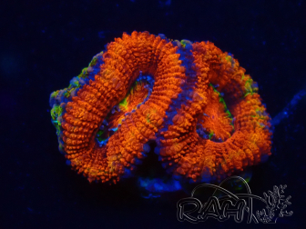WYSIWYG Micromussa lordhowensis (formerly Acanthastrea) 6D2