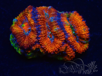 WYSIWYG Micromussa lordhowensis (ex Acanthastrea) 6D3