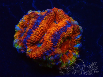 WYSIWYG Micromussa lordhowensis (ex Acanthastrea) 6D4