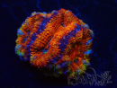 WYSIWYG Micromussa lordhowensis (ex Acanthastrea) 6D4