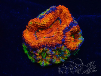 WYSIWYG Micromussa lordhowensis (formerly Acanthastrea)6D5