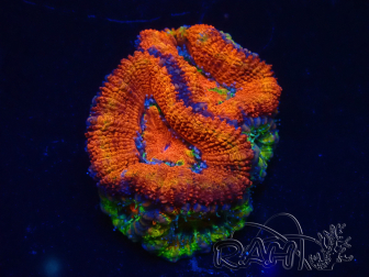WYSIWYG Micromussa lordhowensis (formerly Acanthastrea) 6D6