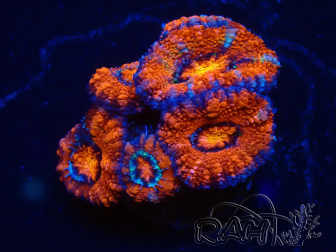 WYSIWYG Micromussa lordhowensis (formerly Acanthastrea) 6D7