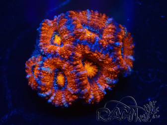 WYSIWYG Micromussa lordhowensis (formerly Acanthastrea) 6D8