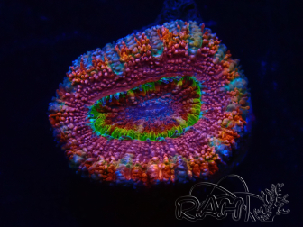 WYSIWYG Micromussa lordhowensis (formerly Acanthastrea) 6K