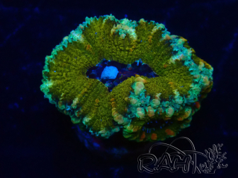 WYSIWYG Micromussa lordhowensis (formerly Acanthastrea) 6K