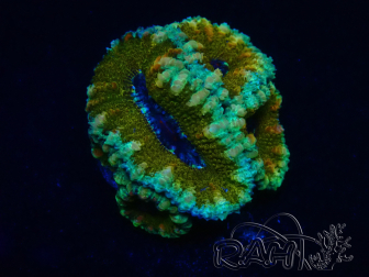 WYSIWYG Micromussa lordhowensis (formerly Acanthastrea) 6E1