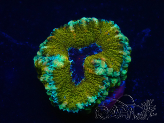 WYSIWYG Micromussa lordhowensis (ex Acanthastrea) 6E2
