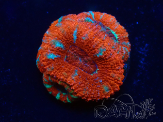 WYSIWYG Micromussa lordhowensis (formerly Acanthastrea) 6E3