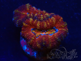 WYSIWYG Micromussa lordhowensis (ex Acanthastrea) 6E4
