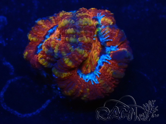 WYSIWYG Micromussa lordhowensis (formerly Acanthastrea) 6E5
