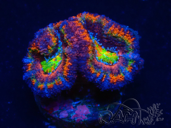 WYSIWYG Micromussa lordhowensis (formerly Acanthastrea) 6E6
