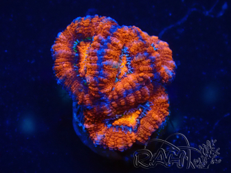 WYSIWYG Micromussa lordhowensis (formerly Acanthastrea) 6E7