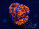 WYSIWYG Micromussa lordhowensis (ex Acanthastrea) 6E7