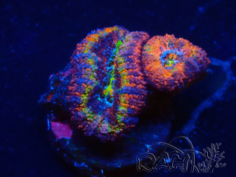 WYSIWYG Micromussa lordhowensis (formerly Acanthastrea) 6E8