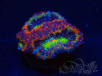 WYSIWYG Micromussa lordhowensis (formerly Acanthastrea) 6K