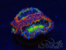WYSIWYG Micromussa lordhowensis (ehemals Acanthastrea) 6K