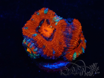 WYSIWYG Micromussa lordhowensis (ex Acanthastrea) 6K