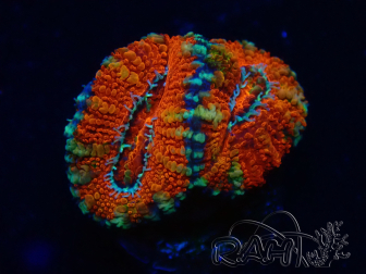 WYSIWYG Micromussa lordhowensis (formerly Acanthastrea) 6F1