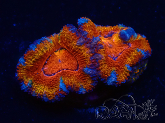 WYSIWYG Micromussa lordhowensis (ehemals Acanthastrea) 6F2