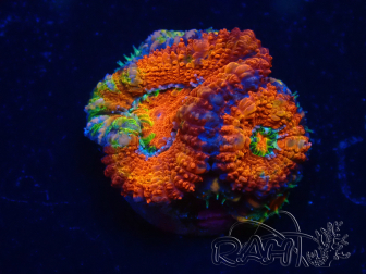 WYSIWYG Micromussa lordhowensis (formerly Acanthastrea) 6F3