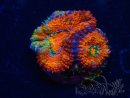 WYSIWYG Micromussa lordhowensis (formerly Acanthastrea) 6F3