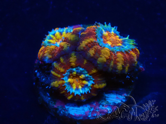 WYSIWYG Micromussa lordhowensis (formerly Acanthastrea) 6F4