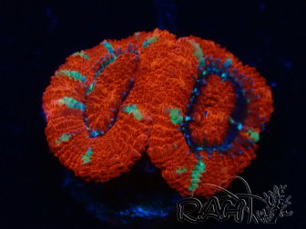 WYSIWYG Micromussa lordhowensis (ex Acanthastrea) 6F5