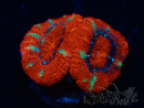 WYSIWYG Micromussa lordhowensis (ehemals Acanthastrea) 6F5