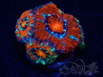 WYSIWYG Micromussa lordhowensis (ehemals Acanthastrea) 6F6