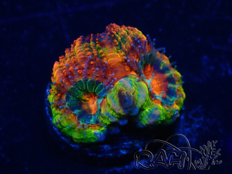 WYSIWYG Micromussa lordhowensis (formerly Acanthastrea) 6F7