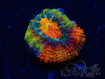 WYSIWYG Micromussa lordhowensis (formerly Acanthastrea) 6F8