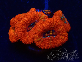 WYSIWYG Micromussa lordhowensis (formerly Acanthastrea) 6K