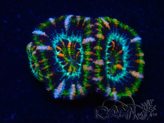 WYSIWYG Micromussa lordhowensis (ex Acanthastrea) 6K