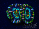 WYSIWYG Micromussa lordhowensis (ehemals Acanthastrea) 6K