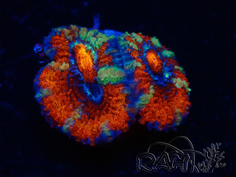 WYSIWYG Micromussa lordhowensis (ex Acanthastrea) 6G1