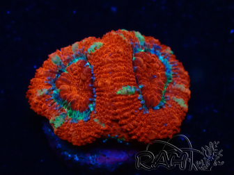 WYSIWYG Micromussa lordhowensis (formerly Acanthastrea) 6G2