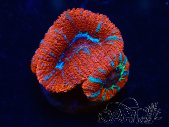 WYSIWYG Micromussa lordhowensis (formerly Acanthastrea) 6G3