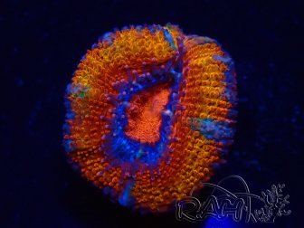 WYSIWYG Micromussa lordhowensis (formerly Acanthastrea) 6G4