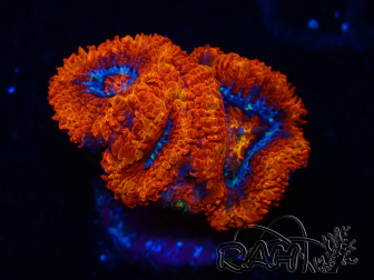 WYSIWYG Micromussa lordhowensis (formerly Acanthastrea) 6G5