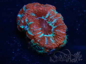 WYSIWYG Micromussa lordhowensis (ex Acanthastrea) 6A1