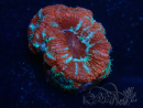 WYSIWYG Micromussa lordhowensis (ex Acanthastrea) 6A1